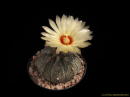 Astrophytum cv. coahualensis  x capricorne x asterias 3053